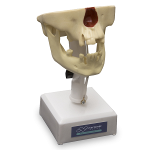 MANEQUIM PRÉ-MOLAR - cód. 4005