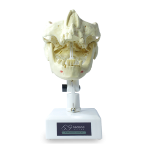 MANEQUIM PRÉ MOLAR - cód. 4005T