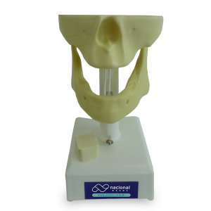 MANEQUIM EDÊNTULO - cód. 4007