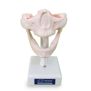 MANEQUIM EDÊNTULO - cód. 4007T 