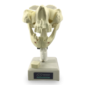 MANEQUIM PRÉ-MOLAR ATIVO - cód. 4022