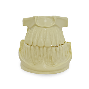 MANEQUIM ORTODÔNTICO COM RAIZ EXPOSTA - cód. 4033