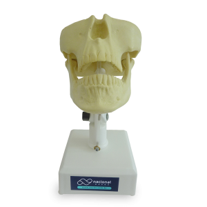 MANEQUIM COM TODOS OS DENTES - cód. 4100