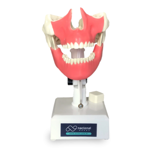MANEQUIM COM TODOS OS DENTES E GENGIVA - cód. 4100GT