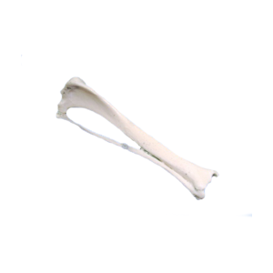 TÍBIA DIREITA COM FÍBULA - CÃO PEQUENO PORTE - cód. AV210P