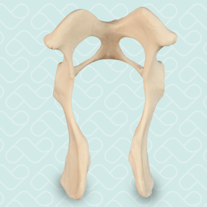 PÉLVIS - DIREITO E ESQUERDO - CÃO PEQUENO PORTE - cód. AV402 P